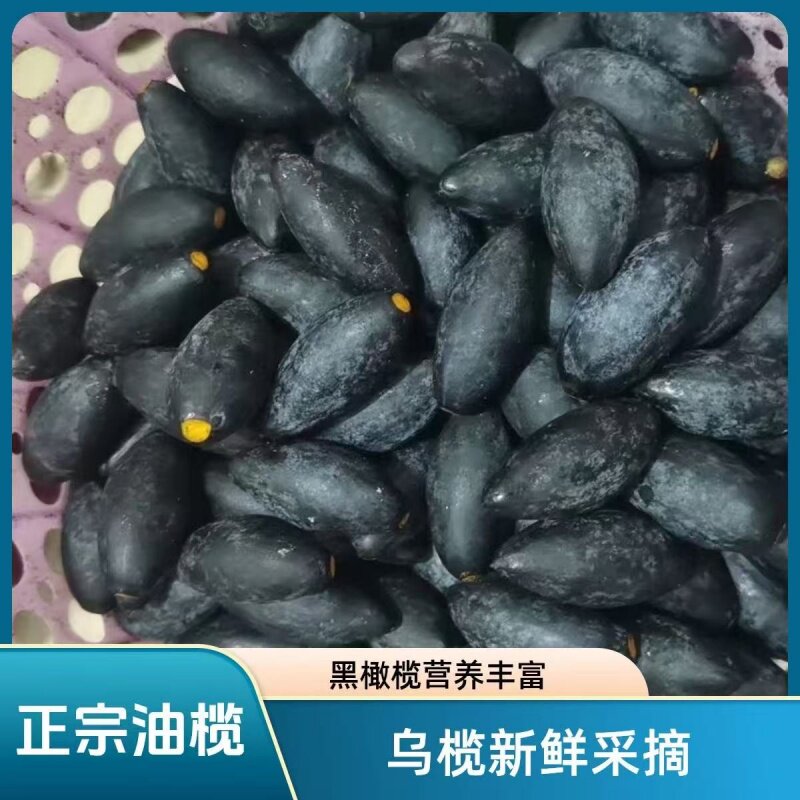 潮汕特产新鲜黑橄榄乌橄榄油榄香种乌榄籽生榄角5斤包邮 坏果包赔