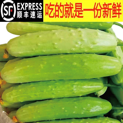 顺丰海阳白玉黄瓜新鲜嫩生吃横扫
