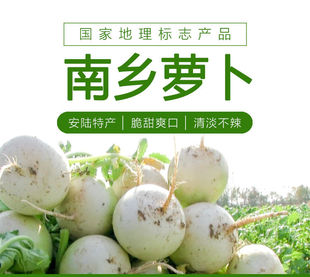 湖北安陆地标产品正宗南乡萝卜5斤装（精品）