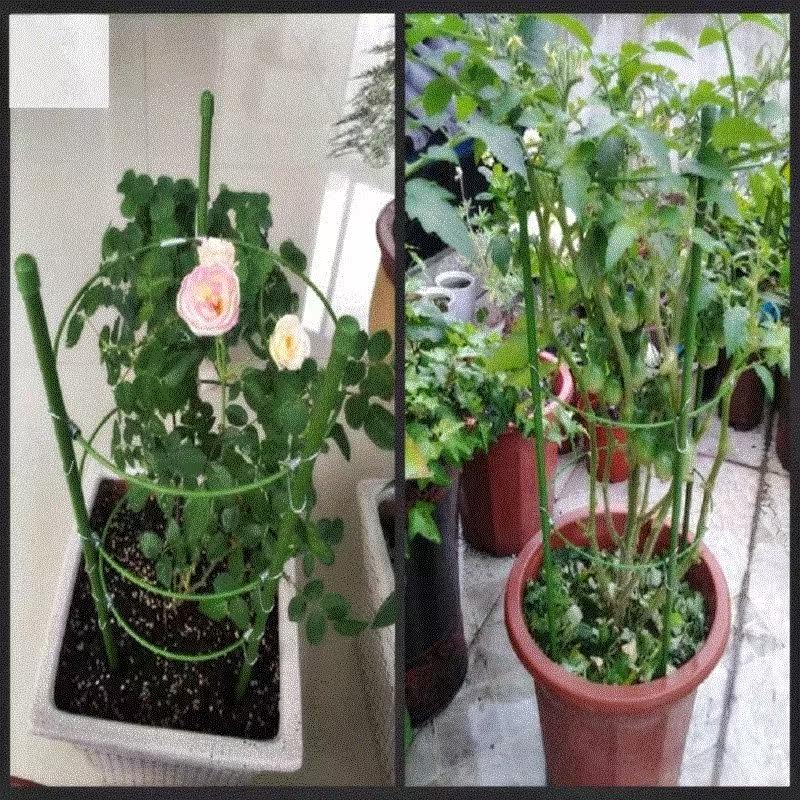 花盆支撑夹支撑杆月季黄瓜架搭架杆用品蔷薇蔬菜阳台瓜架葫芦丝铁在类目 鲜花速递/花卉仿真/绿植园艺, 园艺用品, 其它园艺用品中 - 来自Buy2taobao.com提供专业的淘宝代购服务
