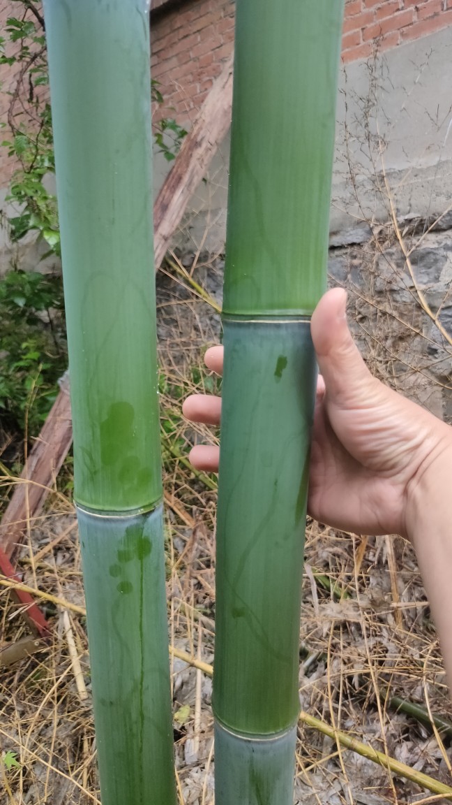 济源竹子竹笋竹竿栽竹子瓜果架