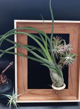 美杜莎女王T.caput-medusae多规格-直供基地发货空气凤梨无土