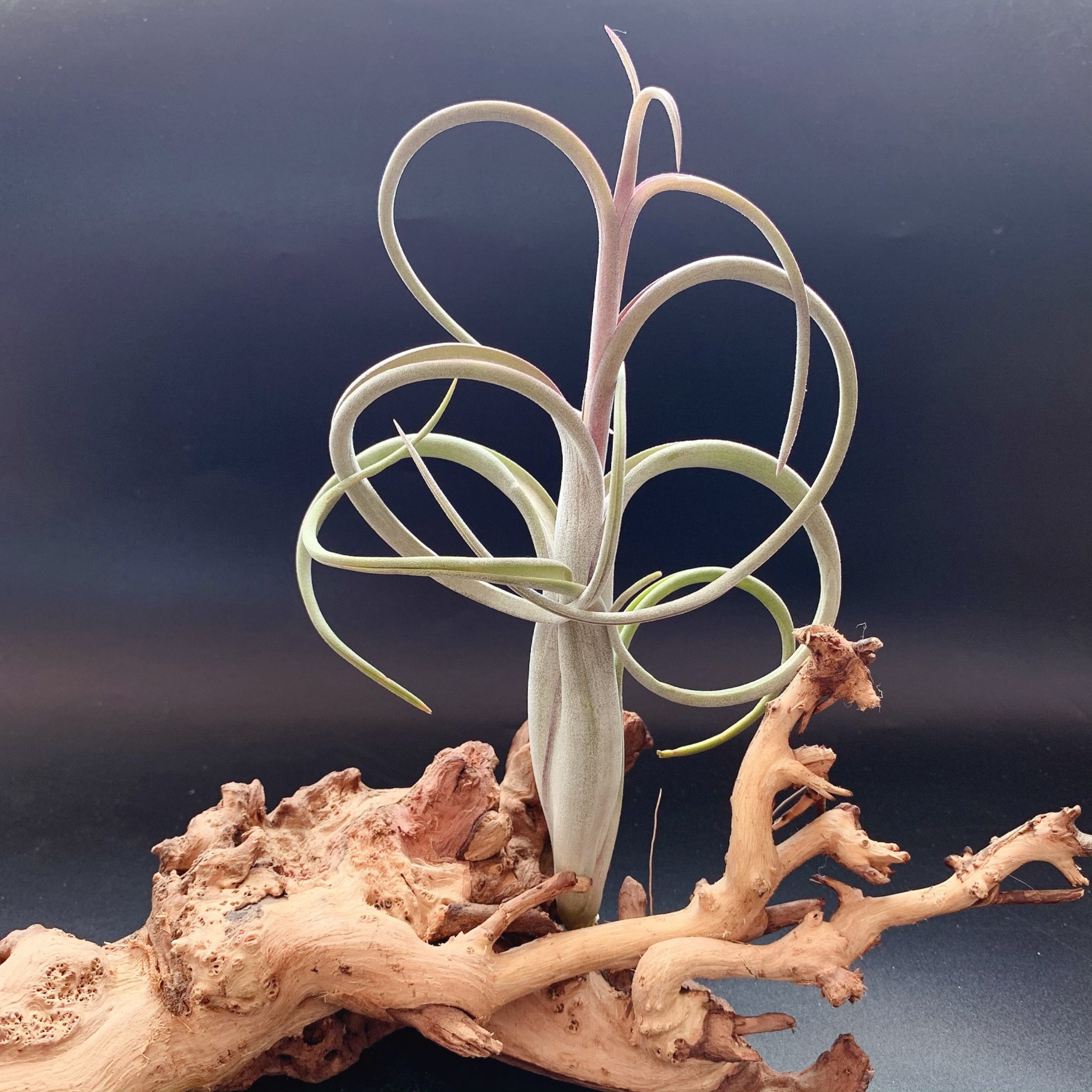 花中花T.intermedia经典品种空气凤梨无土植物懒人绿植基地