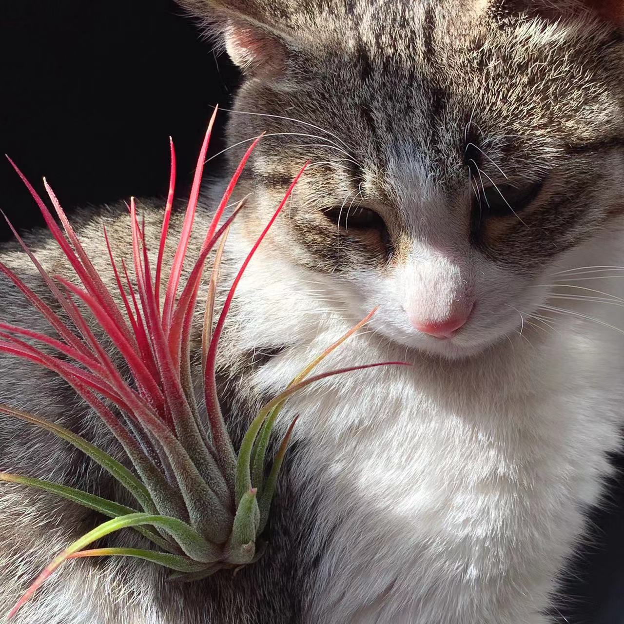 普鲁士精/章鱼精，杂交稀有品种空气凤梨无土植物懒人室内