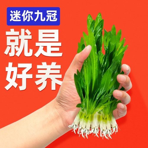 迷你九冠水草养鱼造景植物细叶铁大叶鱼缸新手懒人活体淡水榕