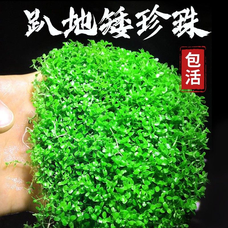前景草爬地矮珍珠鱼缸水草植物真草活净水阴性草新手天湖荽坨草发