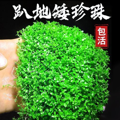 前景草爬地矮珍珠鱼缸水草植物真草活净水阴性草新手天湖荽坨草发