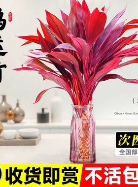 紫竹鸿运富贵竹水培植物水养带根转运竹子盆栽室内客厅发财竹带根