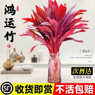 紫竹鸿运富贵竹水培植物水养带根转运竹子盆栽室内客厅发财竹带根