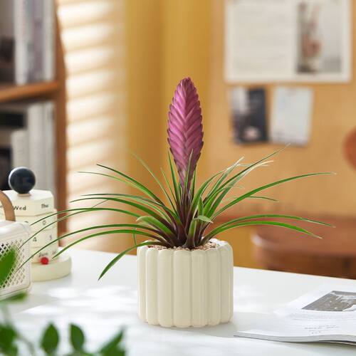 紫花凤梨盆栽铁兰兰花