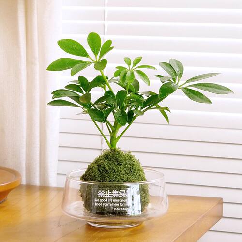 绿植苔藓球生日礼物首选办公桌面