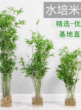 水培植物米竹室内盆栽