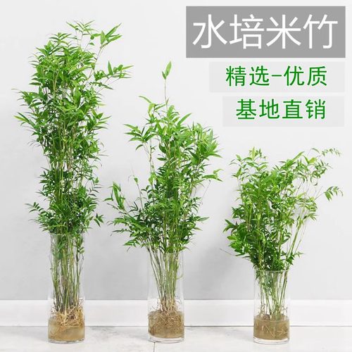 水培植物米竹室内盆栽