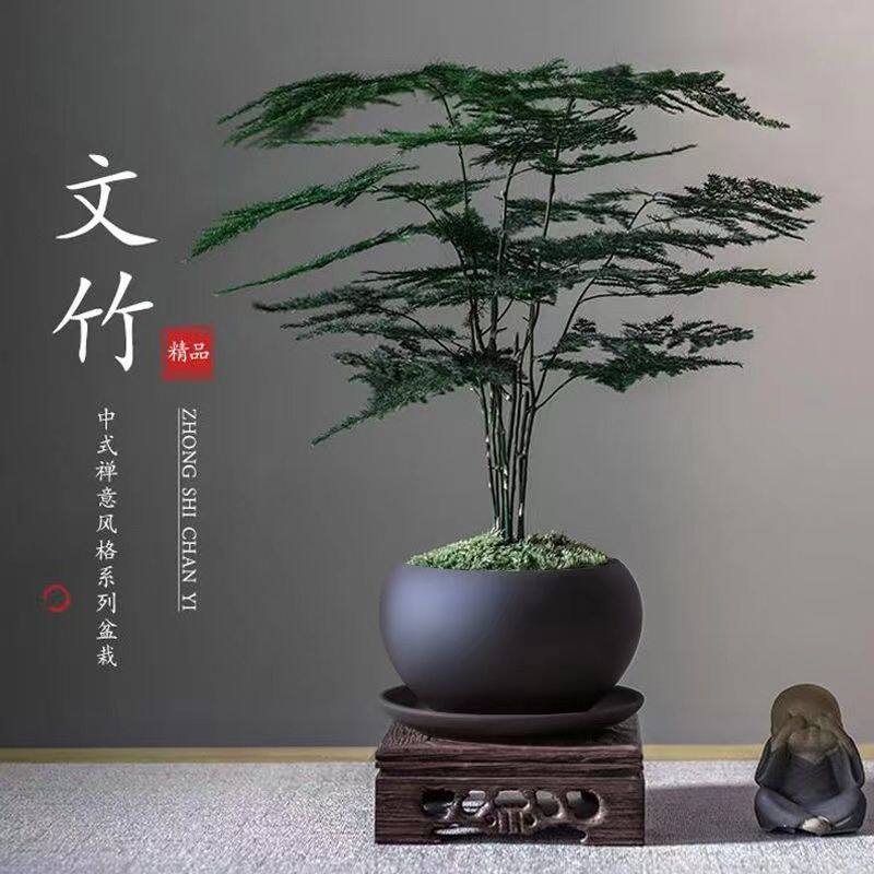 文竹盆栽盆景植物土培植物花室内客厅桌面办公室绿植室内盆栽好养