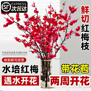 红梅干枝水培雪柳鲜枝带花苞鲜花卉植物室内水养桃花支腊梅花盆栽