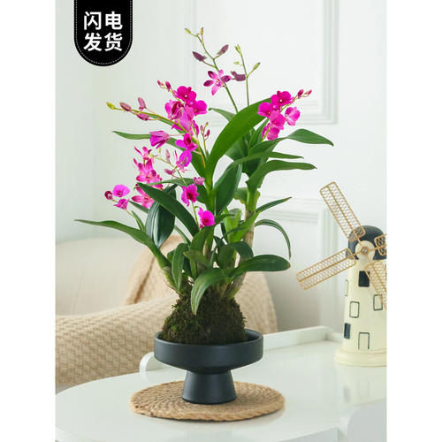水培植物石斛兰小盆栽带花苞苔藓球绿植花卉花苗室内桌面兰花盆景