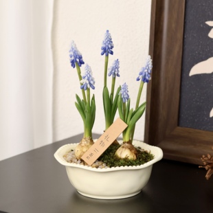 葡萄风信子特大种球水培植物花瓶鲜花卉种子种植土培办公室内盆栽