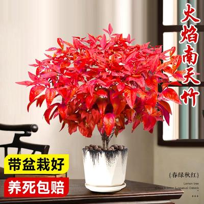 火焰南天竹盆栽红叶小盆景耐寒植物室内桌面好养观叶花卉四季绿植