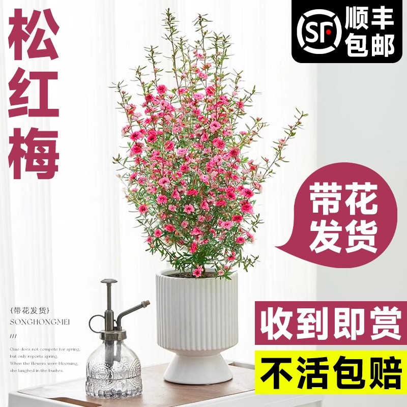 松红梅盆栽带花大苗耐寒绿植图片