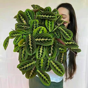 白脉叶蝉竹芋红脉青竹芋海芋ins室内观叶绿植花卉盆栽