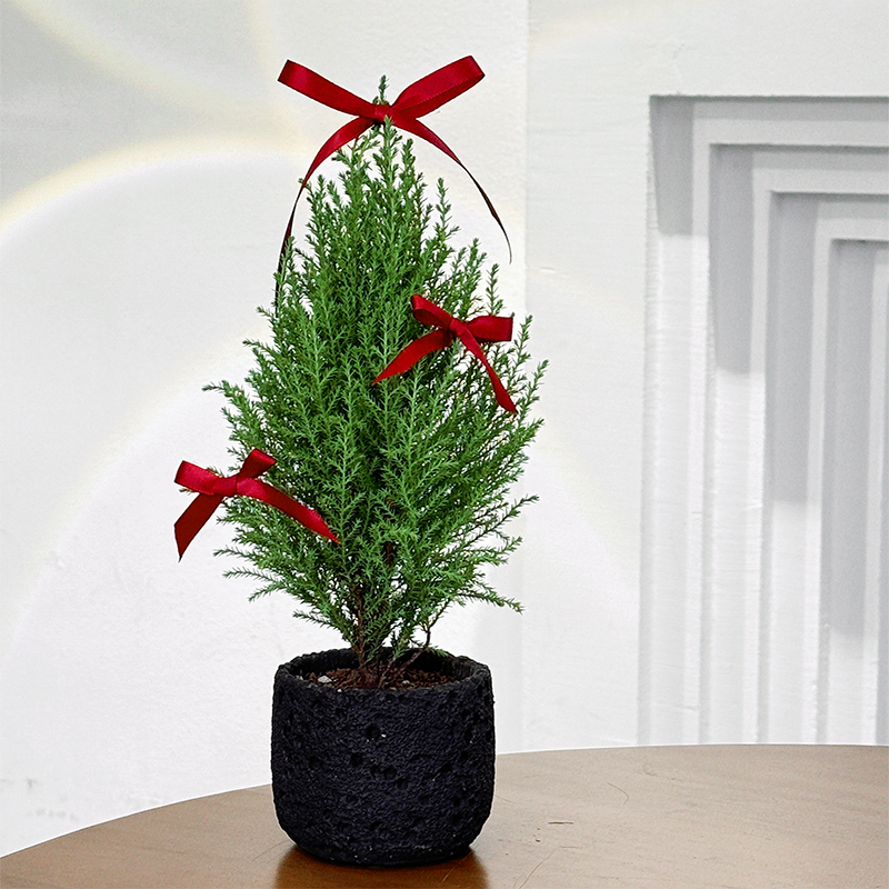香松办公室植物室内盆栽礼物桌面摆件圣诞树diy花卉绿植懒人植物