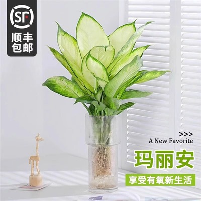 水培植物玛丽安盆栽万年青