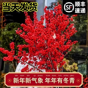 北美冬青鲜切枝水培植物鲜花束红果水养室内年宵花卉真花精品进口