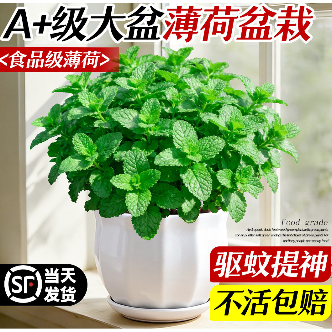 现挖现发水培薄荷新鲜可食用图片