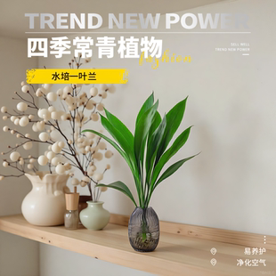 【今日特价】水培一叶兰绿植室内外盆栽四季常青客厅网红水养绿植