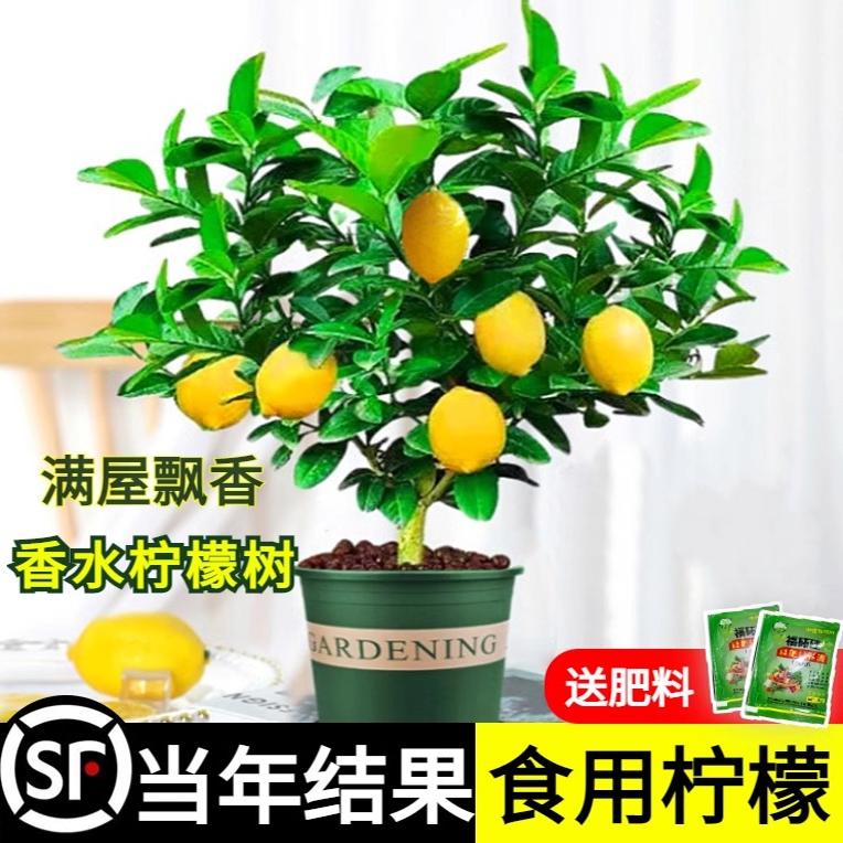 香水柠檬树苗水果盆栽可食用