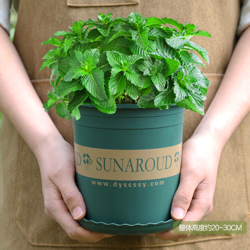现挖现发水培薄荷新鲜可食用