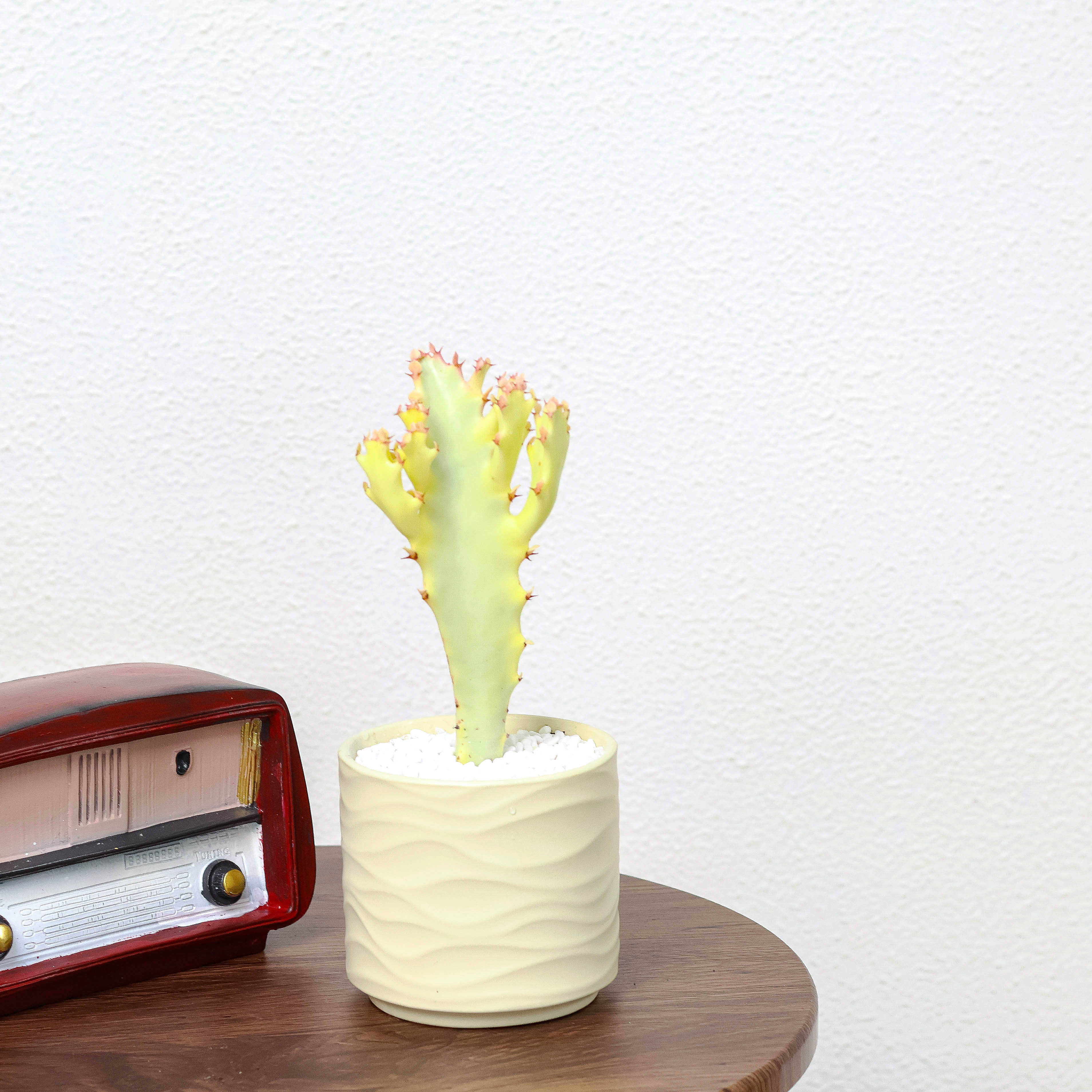 网红多肉白龙骨花仙人掌办公室