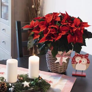 一品红盆栽客厅好养净化空气阳台观赏鲜花圣诞花年宵中国红