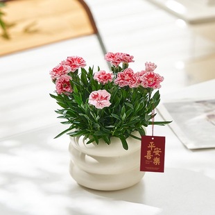 康乃馨鲜花盆栽带花苞欧石竹花苗石竹花卉室内绿植四季大苗好养