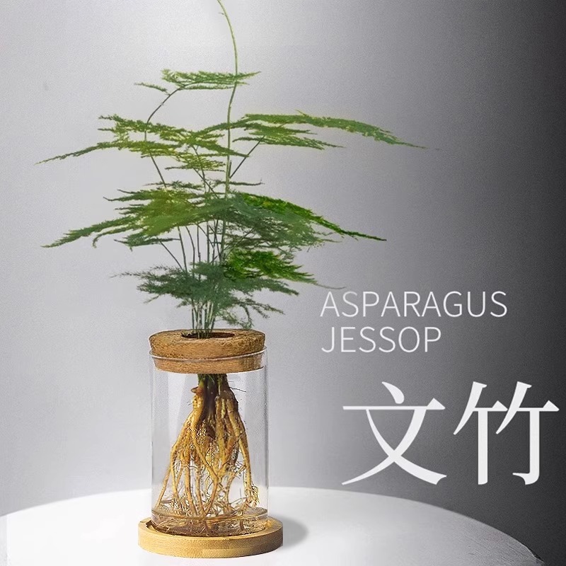 文竹水培植物室内好养玻璃瓶盆栽四季水养办公室桌面花卉绿植摆件