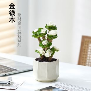 好养多肉植物老桩客厅绿植办公室桌面花卉 招财金钱木盆栽室内四季