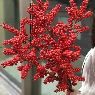 北美冬青红果鲜花切枝鲜切花水培水养绿植室内年宵花真花银柳鲜枝