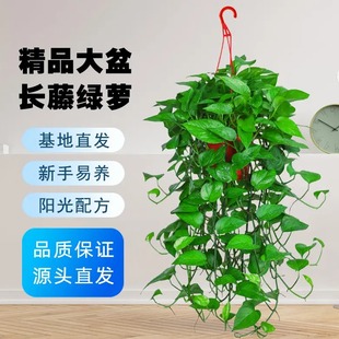 绿萝盆栽室内吸净化空气植物花卉水养绿植吊兰长藤垂吊绿箩