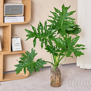 春羽水培植物龙鳞春羽室内客厅盆栽大叶水养绿植四季常绿