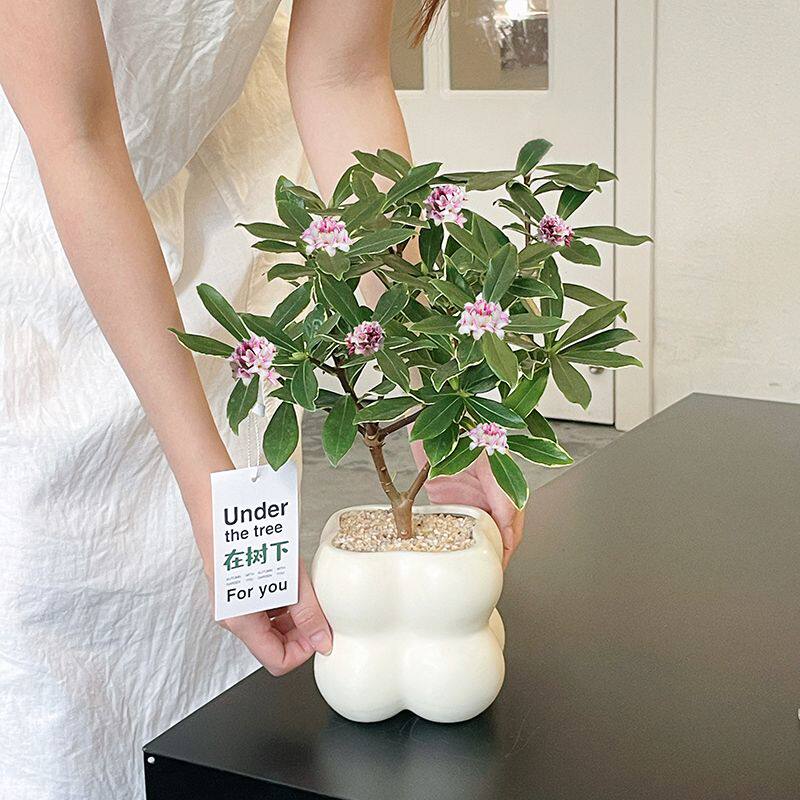 金边瑞香盆栽浓香型老桩大苗带花苞耐寒阳台花卉植物室内年宵花