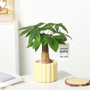 发财树招财运室内盆栽办公室净化空气桌面好养北欧花卉懒人绿植