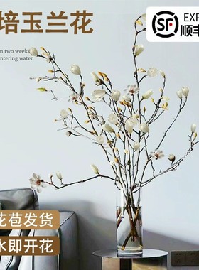 白玉兰花水培干枝鲜切带花苞鲜枝室内办公室植物四季绿植好养花卉