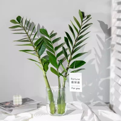 水培植物金钱树室内桌面四季常青好养绿植招财摇钱树钱串子年宵花