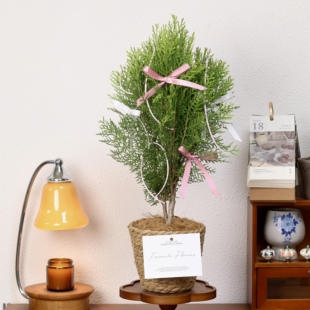 侧柏叶树苗新鲜塔柏松柏扁柏树苗侧柏枝树苗洗头养护发熏腊肉树苗