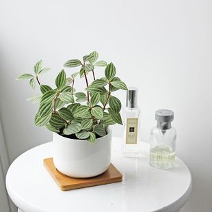 花卉盆栽植物室内四季易活轮叶豆瓣绿办公室绿植可爱盆栽植物耐阴