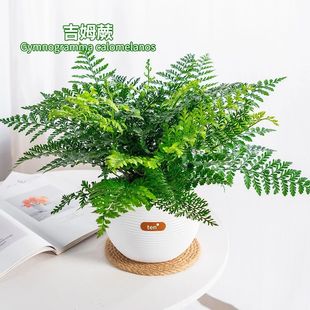 吉姆蕨盆栽懒人喜水盆网红蕨类植物办公室桌面绿植室内欧洲平安蕨