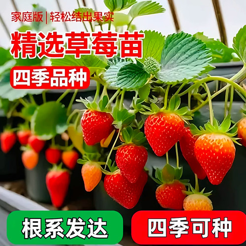 当季草莓苗带盆载阳台就是草莓园