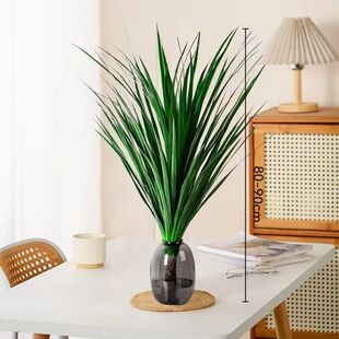 水培黑珍珠龙血树易活客厅办公室绿植室内盆栽四季常绿