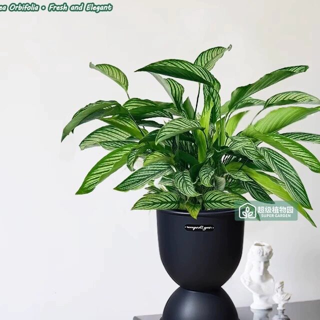 青纹竹芋盆栽室内花叶观叶净化空气植物客厅绿植耐阴好养