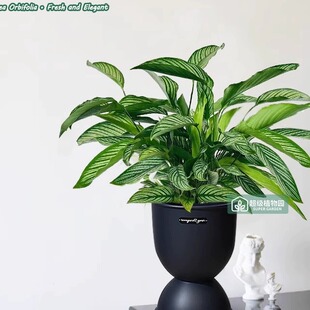 青纹竹芋盆栽室内花叶观叶净化空气植物客厅绿植耐阴好养